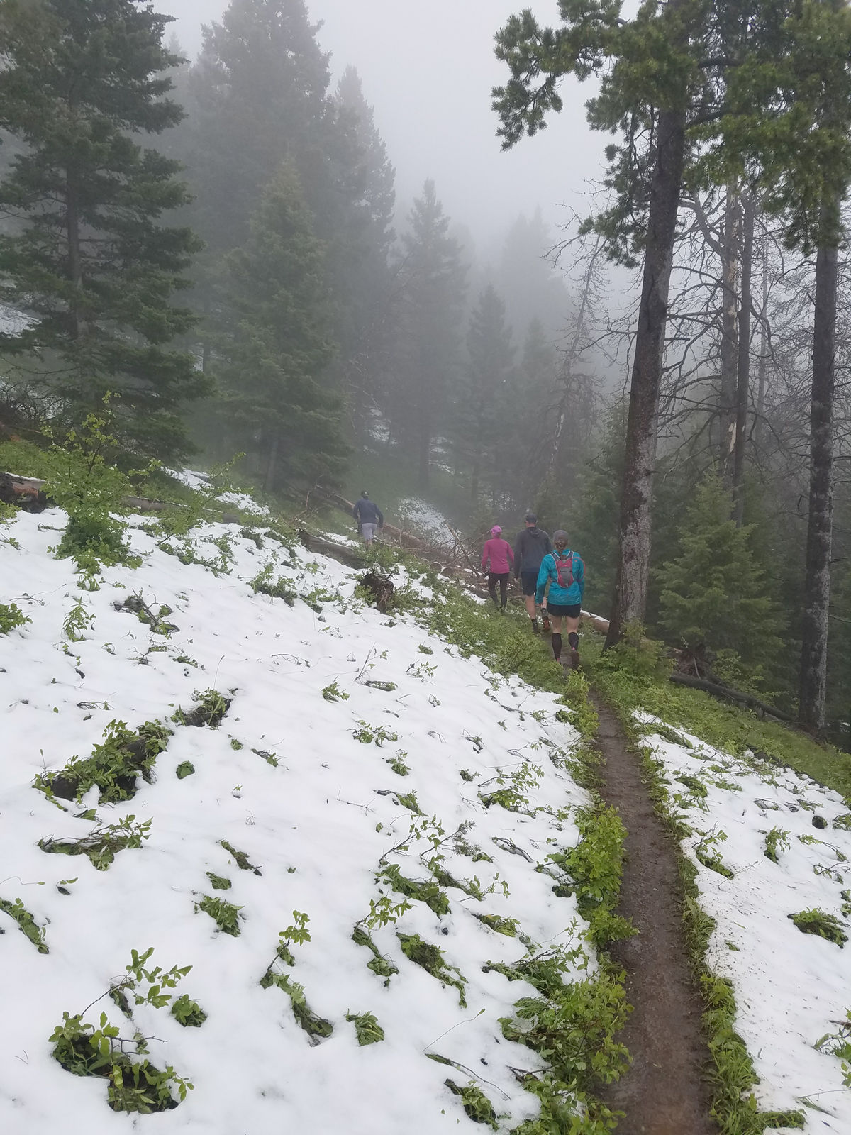 Snowy Trail